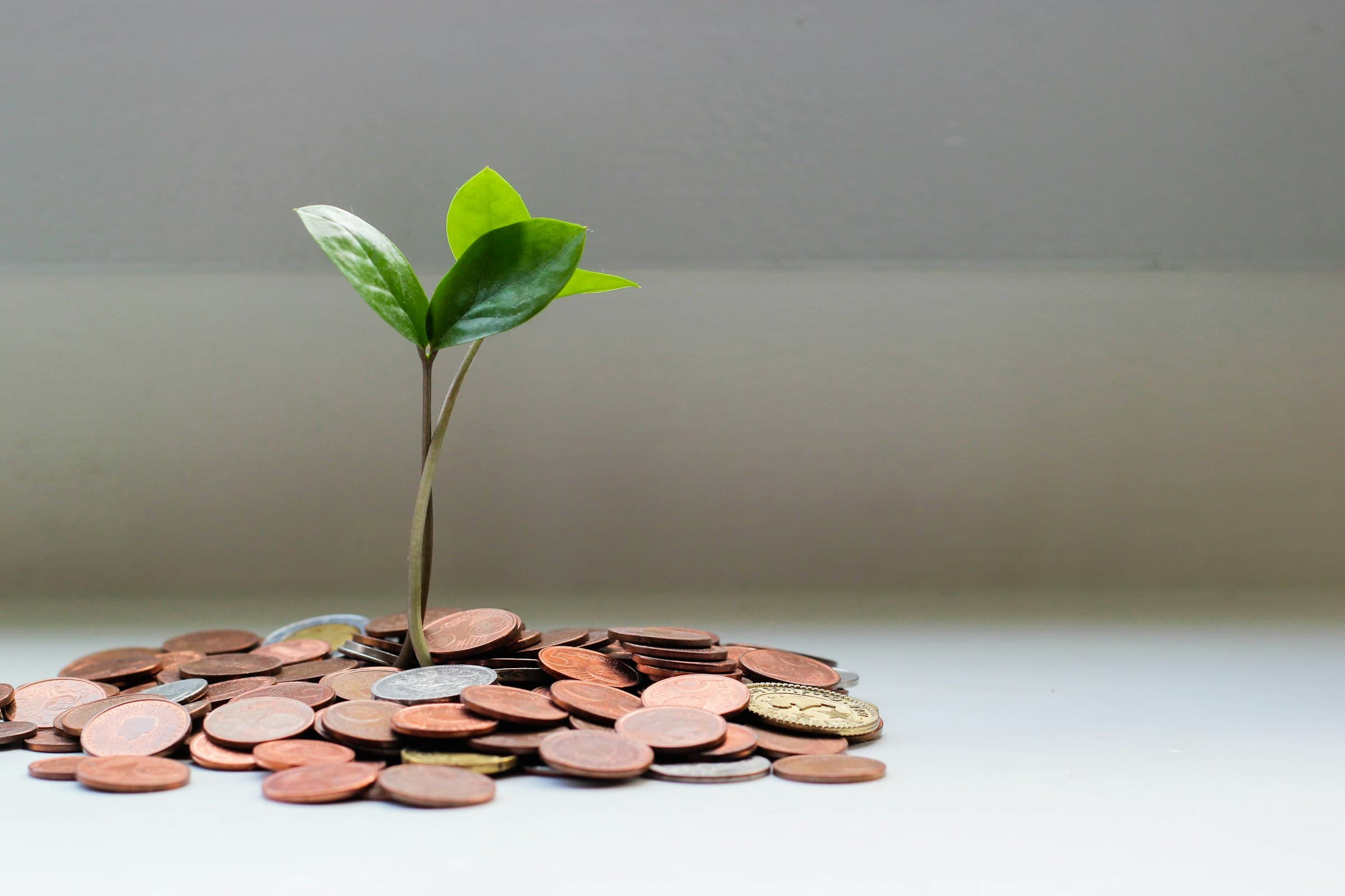 Tree growing from coins